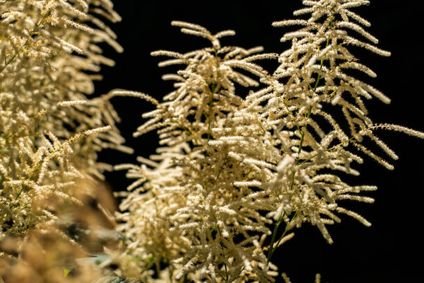 Erdei tündérfürt (Aruncus dioicus) ültetése, gondozása, szaporítása