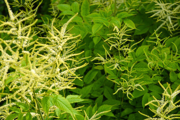 Erdei tündérfürt (Aruncus dioicus) ültetése, gondozása, szaporítása