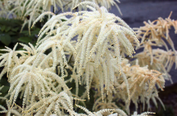 Erdei tündérfürt (Aruncus dioicus) ültetése, gondozása, szaporítása