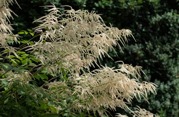 Erdei tündérfürt (Aruncus dioicus) ültetése, gondozása, szaporítása