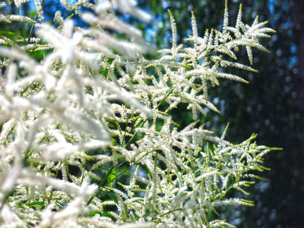 Erdei tündérfürt (Aruncus dioicus) ültetése, gondozása, szaporítása