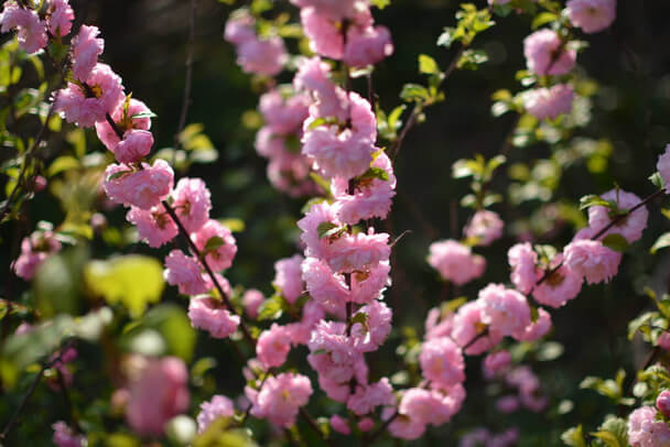 Japán díszmeggy (Prunus glandulosa) ültetése, gondozása, szaporítása