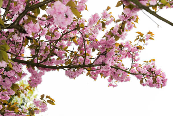 Japán díszmeggy (Prunus glandulosa) ültetése, gondozása, szaporítása