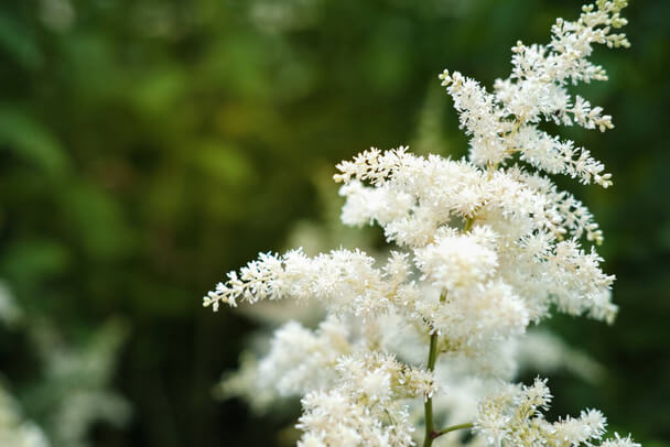 Kerti tollbuga (Astilbe) ültetése, gondozása, szaporítása