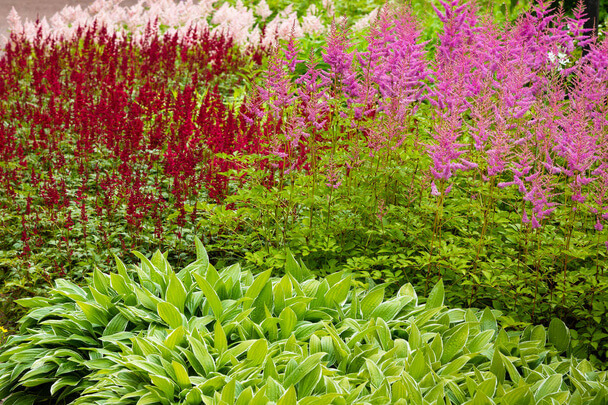 Kerti tollbuga (Astilbe) ültetése, gondozása, szaporítása