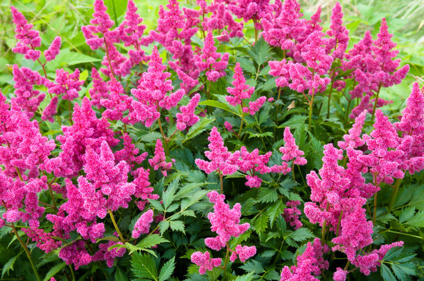 Kerti tollbuga (Astilbe) ültetése, gondozása, szaporítása