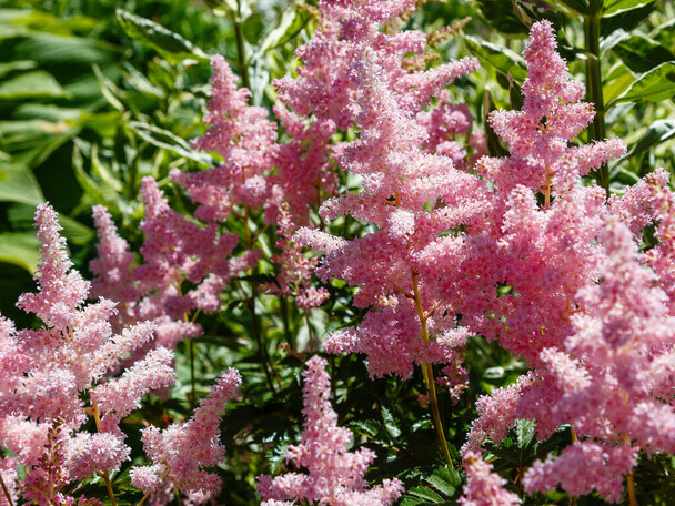 Kerti tollbuga (Astilbe) ültetése, gondozása, szaporítása