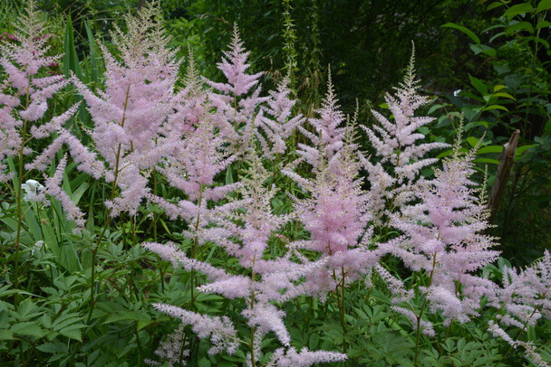 Kerti tollbuga (Astilbe) ültetése, gondozása, szaporítása