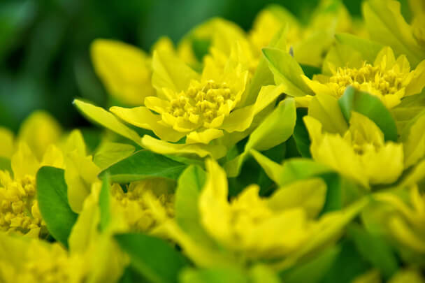 Színeváltó kutyatej (Euphorbia epithymoides) 