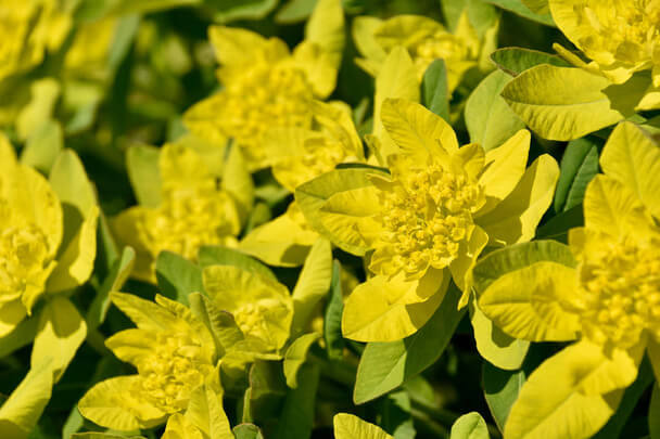 Színeváltó kutyatej (Euphorbia epithymoides) 