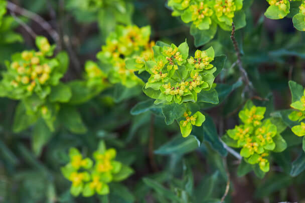 Színeváltó kutyatej (Euphorbia epithymoides) 