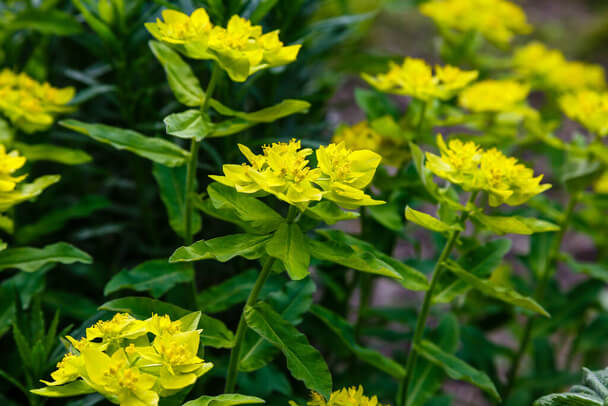 Színeváltó kutyatej (Euphorbia epithymoides) 