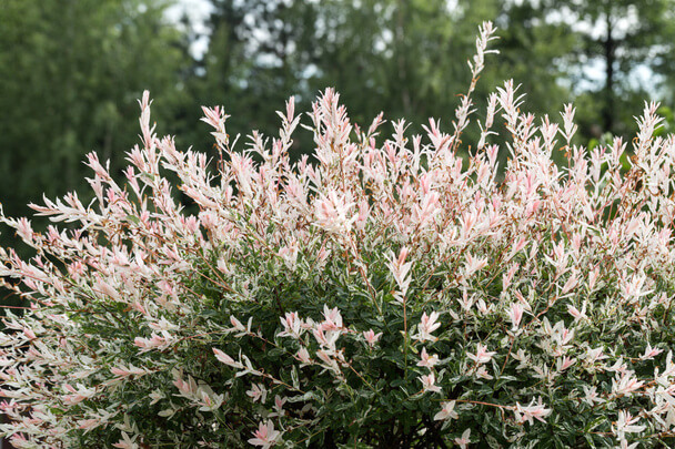 Tarkalevelű japán fűz  (Salix integra 'Hakuro-nishiki') 