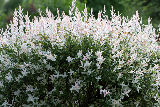 Tarkalevelű japán fűz  (Salix integra 'Hakuro-nishiki') 