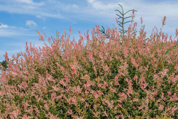 Tarkalevelű japán fűz  (Salix integra 'Hakuro-nishiki') 