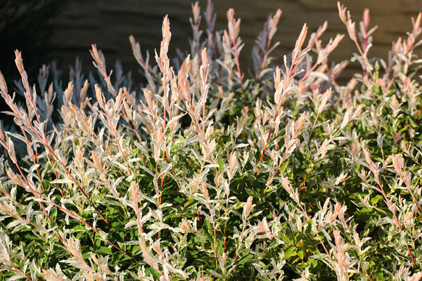 Tarkalevelű japán fűz  (Salix integra 'Hakuro-nishiki') 