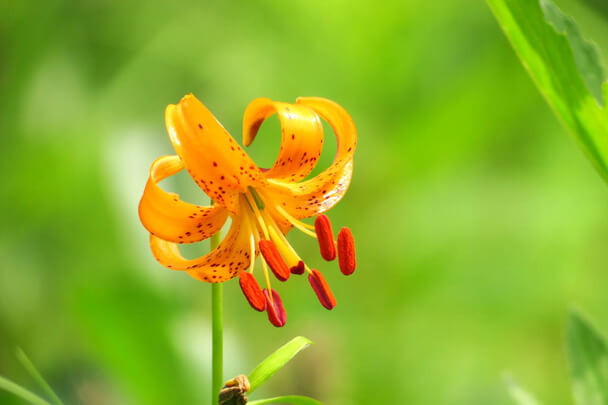 Turbánliliom (Lilium martagon)