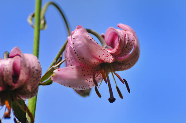 Turbánliliom (Lilium martagon)