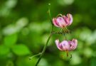 Turbánliliom (Lilium martagon)