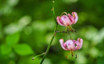 Turbánliliom (Lilium martagon)