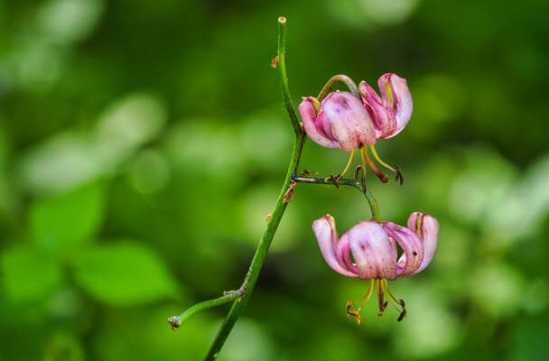 Turbánliliom (Lilium martagon)