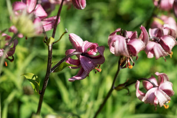 Turbánliliom (Lilium martagon)