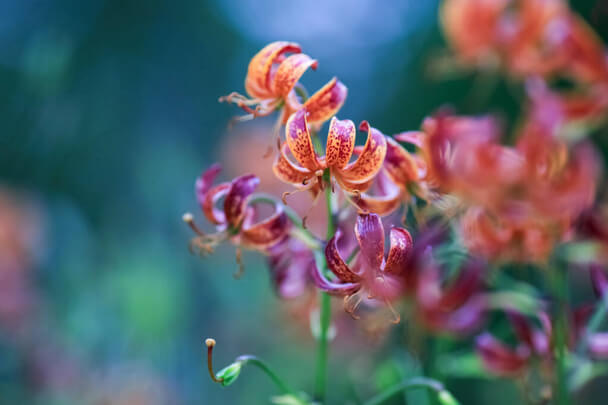 Turbánliliom (Lilium martagon)