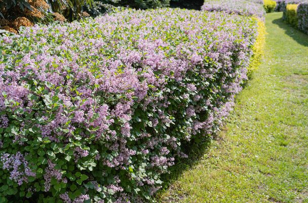 Törpe orgona (Syringa meyeri)