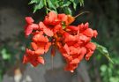 Amerikai trombitafolyondár (Campsis radicans)