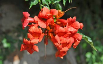 Amerikai trombitafolyondár (Campsis radicans)