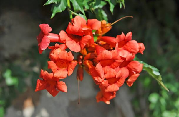 Amerikai trombitafolyondár (Campsis radicans)