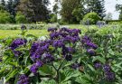 Vaníliavirág (Heliotropium arborescens) ültetése, gondozása, szaporítása