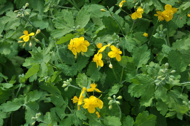 Vérehulló fecskefű (Chelidonium majus) 