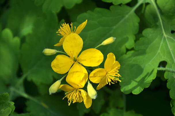 Vérehulló fecskefű (Chelidonium majus) 