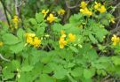 Vérehulló fecskefű (Chelidonium majus) ültetése, gondozása, szaporítása