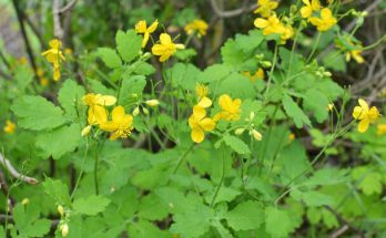 Vérehulló fecskefű (Chelidonium majus)