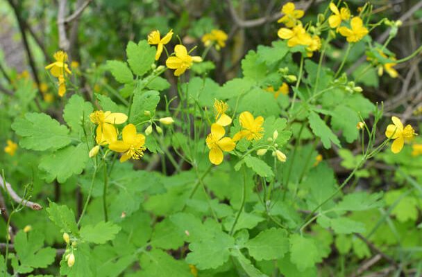 Vérehulló fecskefű (Chelidonium majus)