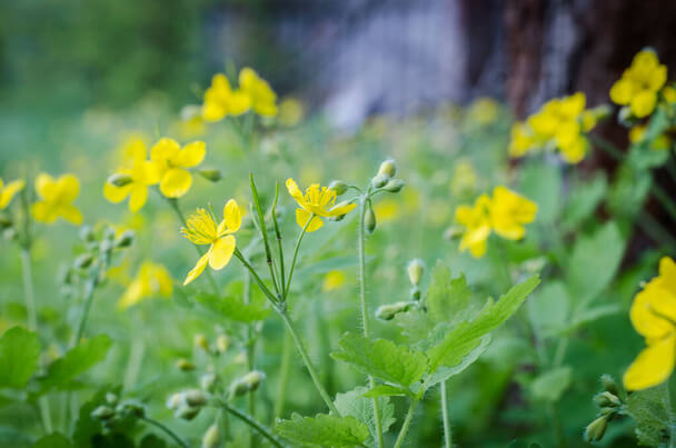 Vérehulló fecskefű (Chelidonium majus) 