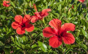 Mik a hibiszkusz gondozásának alapjai?