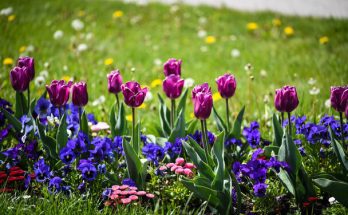 Mikor a legjobb ültetni a tulipánokat?