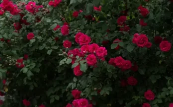 Hogyan gondozzam a rózsát?