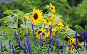 Virágok, amelyek jól érzik magukat agyagos talajban