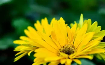 Sárga virágok: napsütés a kertedben egész nyáron