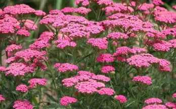 Kerti virágok, amelyek szinte maguktól nőnek