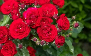 Rózsaápolási tanácsok a sikeres virágzásért