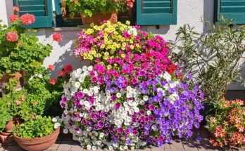 Balkonnövények, amelyek virágba borítják az ablakodat