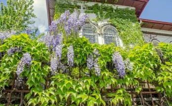 Futónövények a kertben: melyik a leggyorsabb?