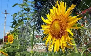 Milyen virágokat ültess a kerítés mellé?