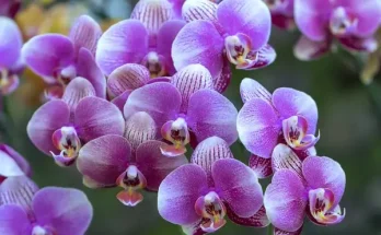 Különleges alakú virágok: szokatlan szépségek a kertben