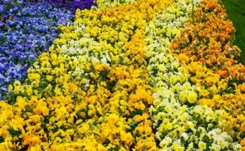 Mit tegyél, ha túl sűrűn nőttek a virágaid?